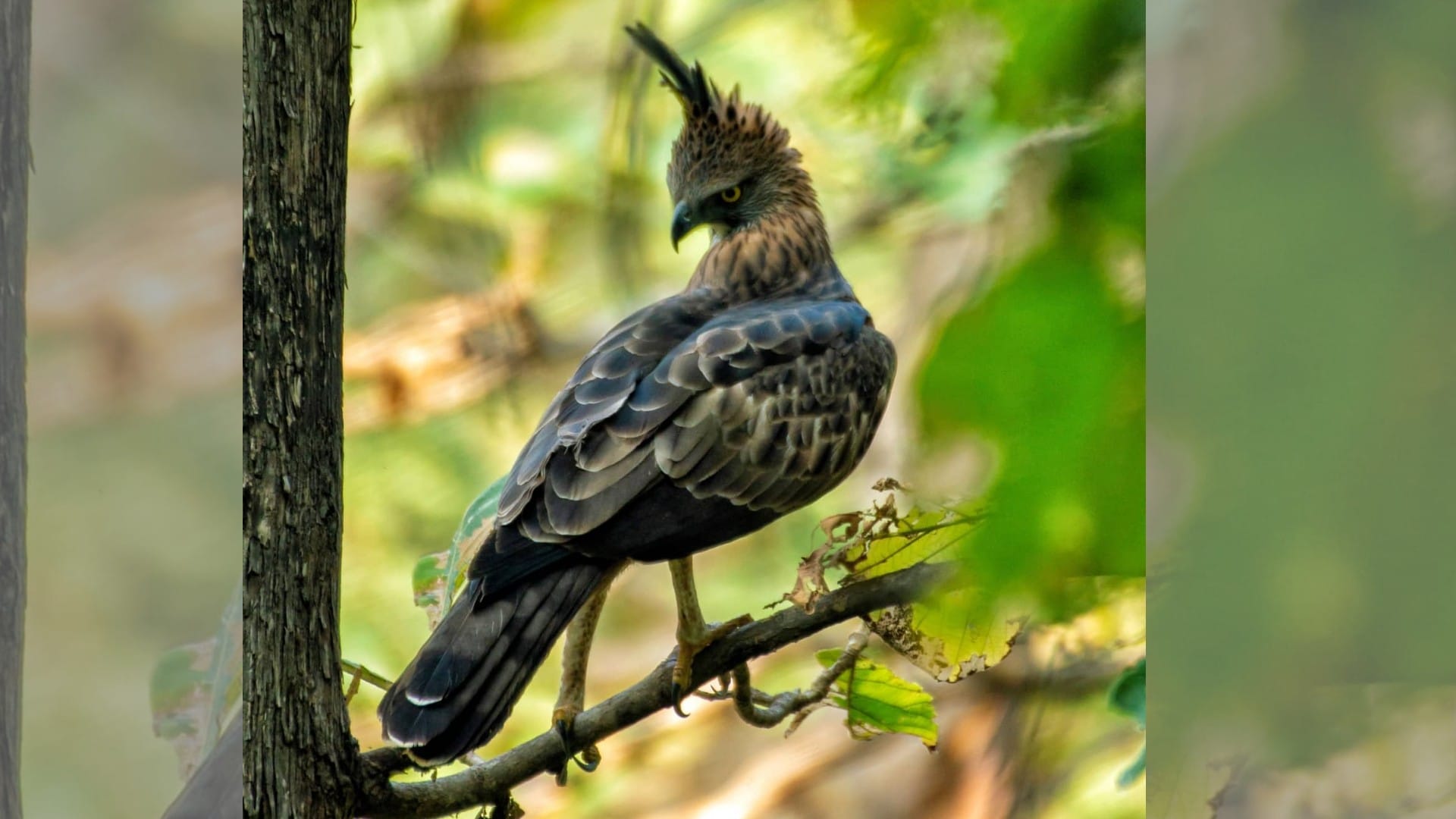 Nauradehi Sanctuary: Experts from six states are counting migratory birds