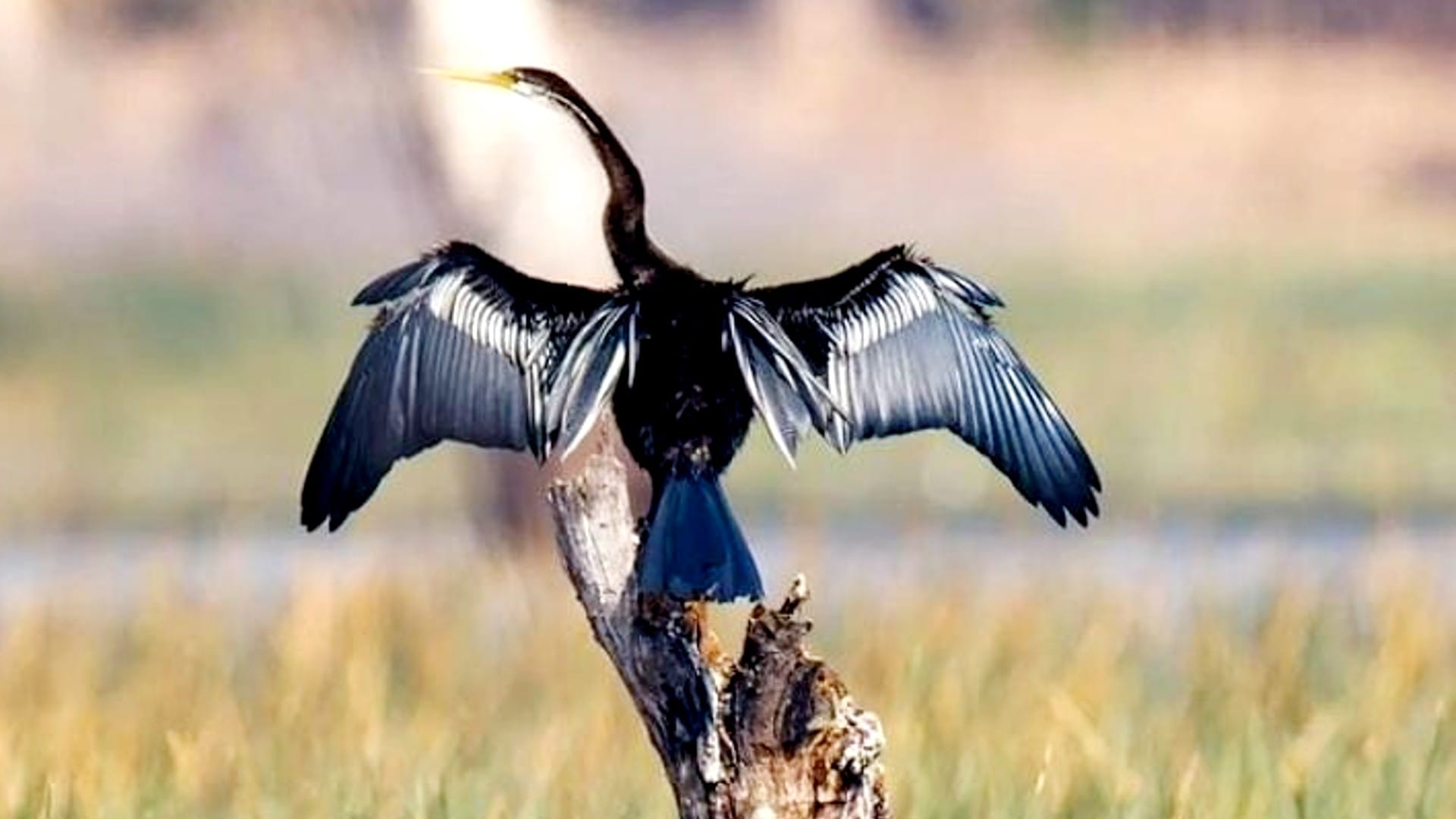 Nauradehi Sanctuary: Experts from six states are counting migratory birds