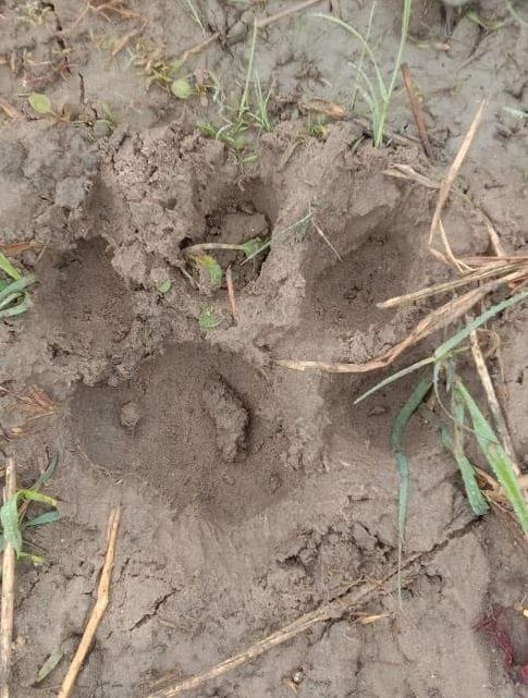 foot print of leopard seen in kunwa chhap