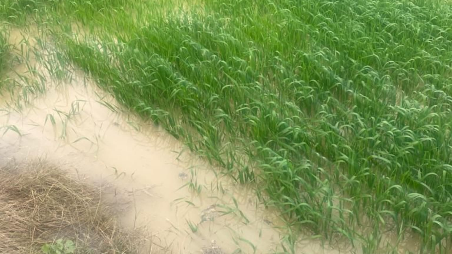 Bhalauth sub-branch canal broken in Rohtak, death of farmer saving crop