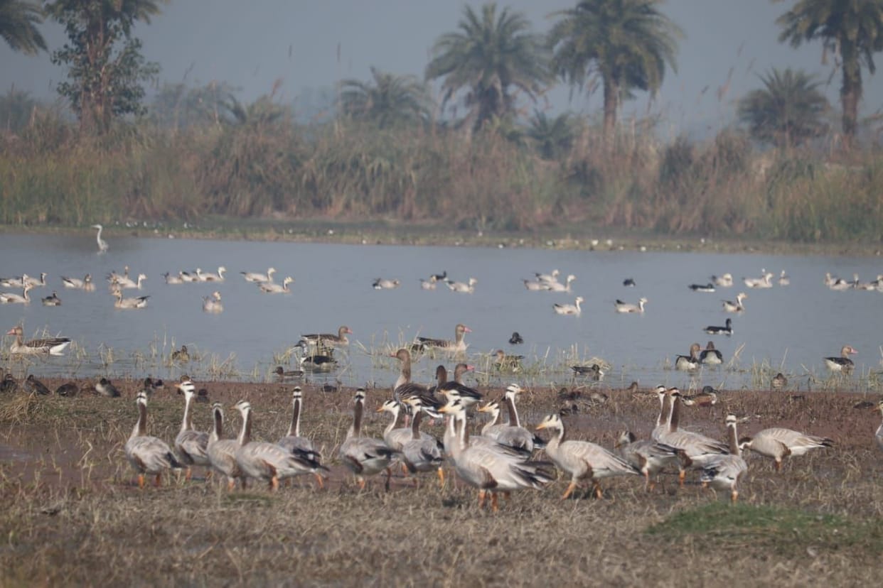 Mathura: 1758 aquatic birds of 54 species found on Jodhpur Jhal