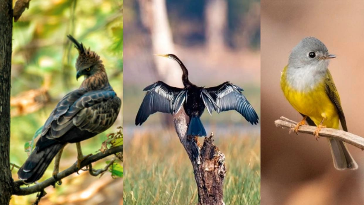 Nauradehi Sanctuary: Experts from six states are counting migratory birds