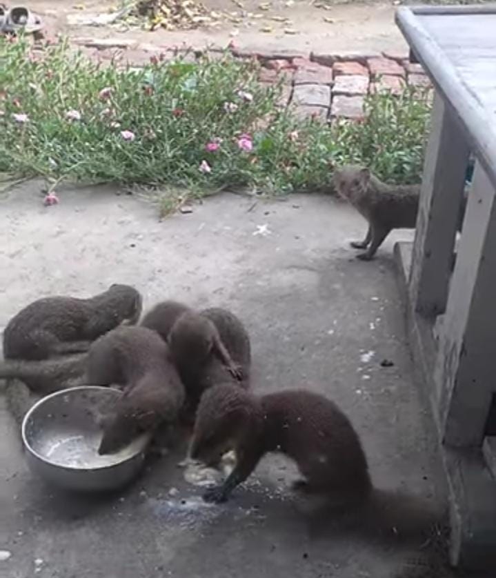 Mongoose and Saints friendship inspiring story will melt your heart