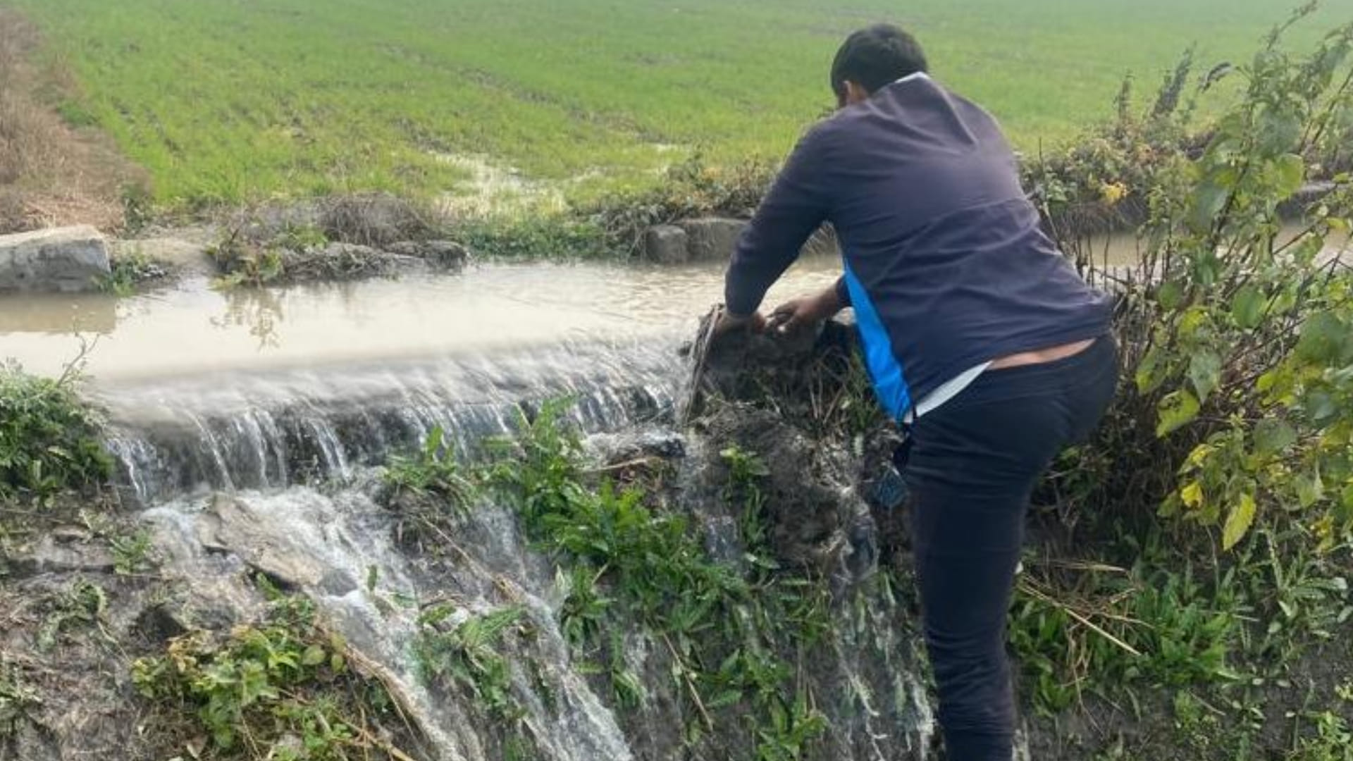 Bhalauth sub-branch canal broken in Rohtak, death of farmer saving crop