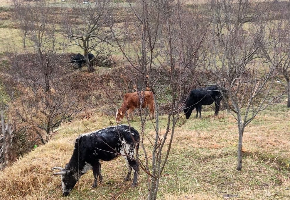 Farming-horticulture stopped on 75 thousand hectares of land due to destitute animals