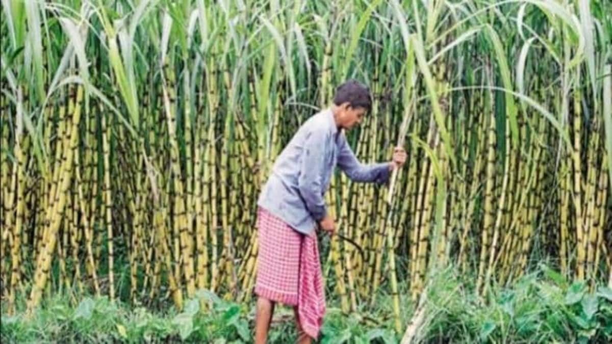 Sugarcane acreage reduced due to delay in payment
