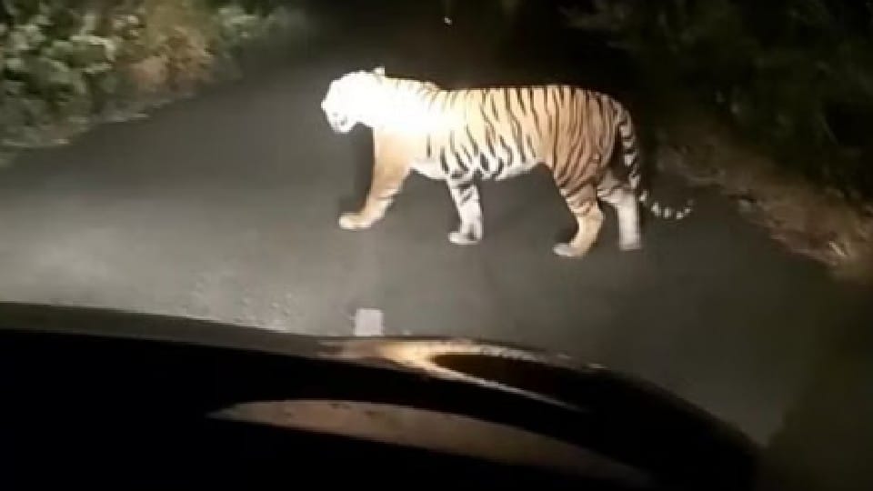 tiger attacked three men on puranpur khatima road in pilibhit