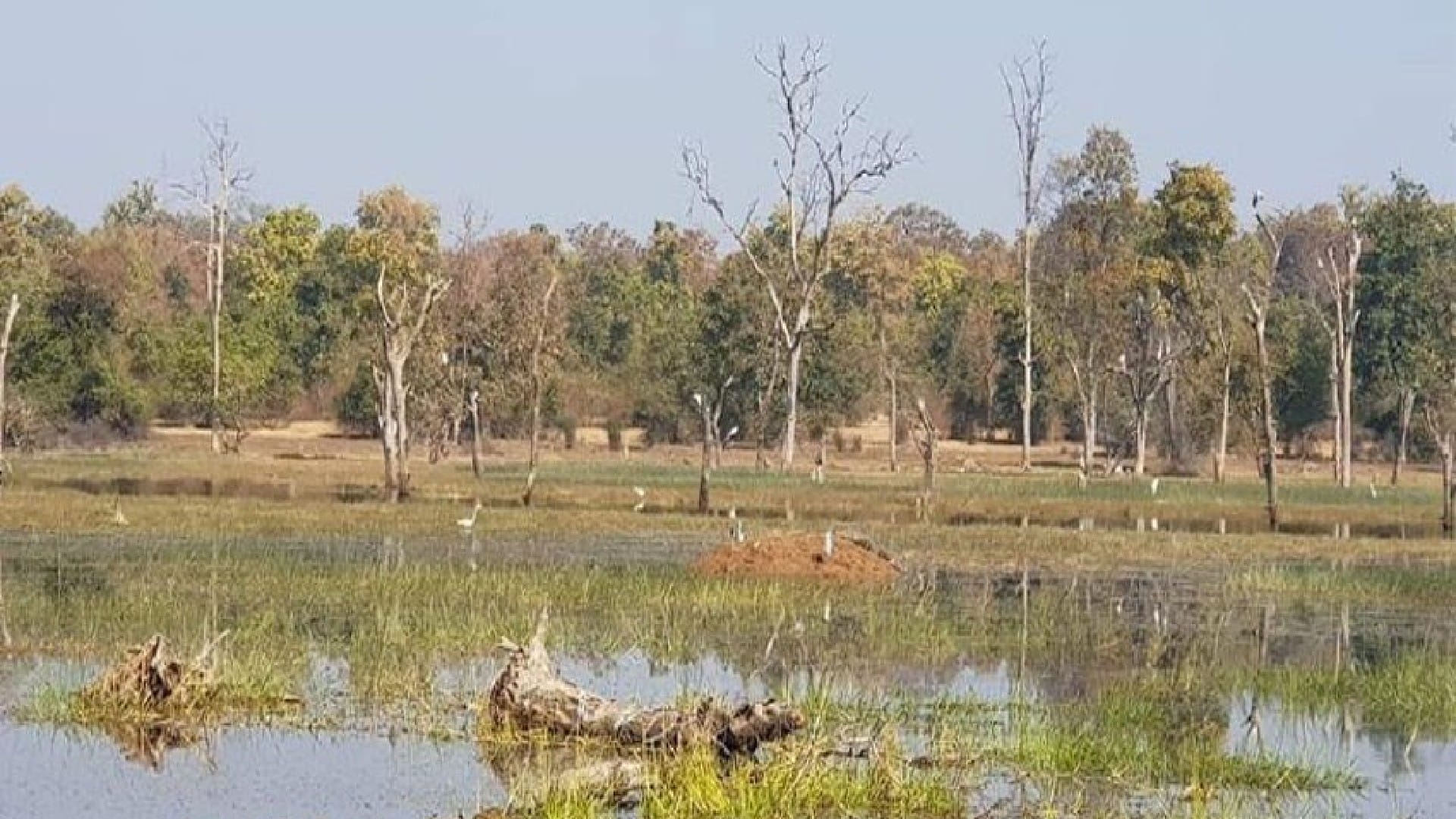 Nauradehi Sanctuary: Experts from six states are counting migratory birds