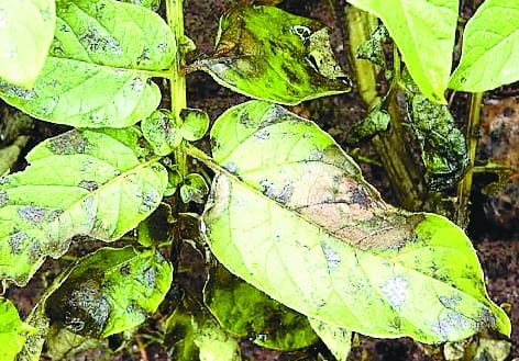 Wheat benefits due to bad weather, danger of aphids on mustard