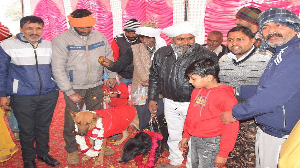 Unique wedding in Aligarh Tommy became groom and Jelly became bride