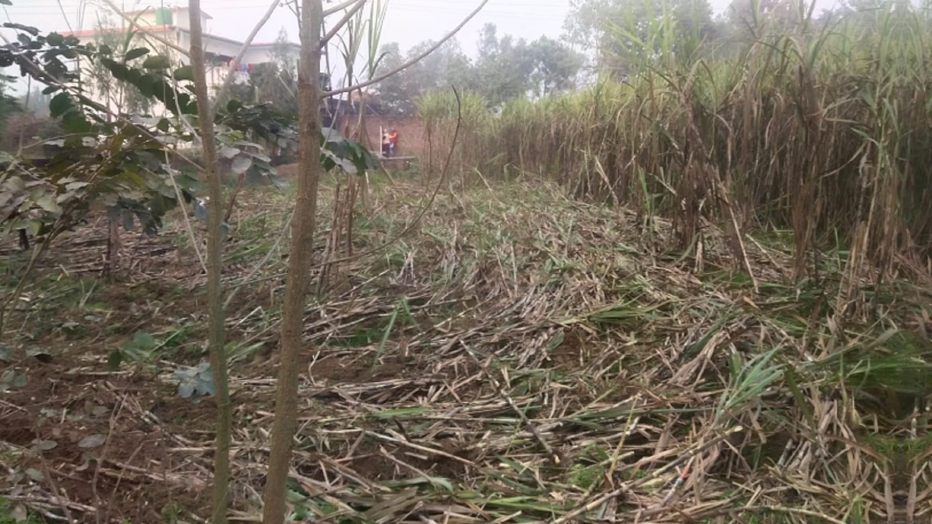 The officers team has freed 25 bighas of land from encroachment in Bijnor