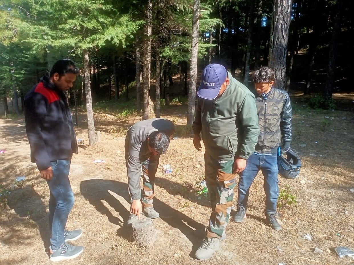 Unknown people cut green trees of pine and deodar