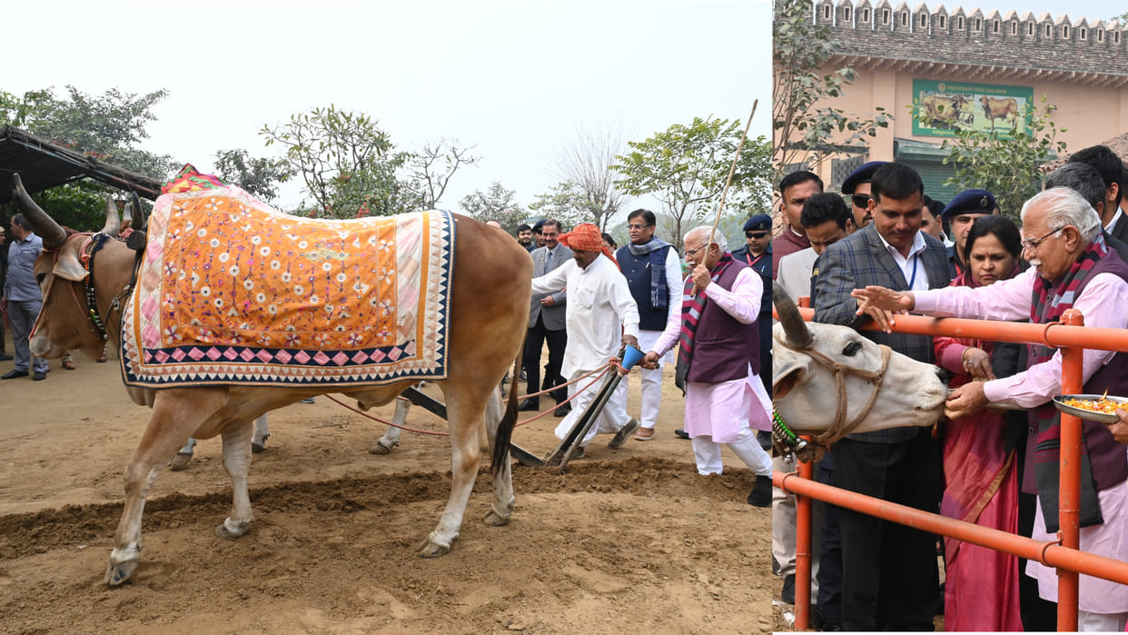 CM Manohar Lal ploughed field, also fed jaggery and roti to the cow