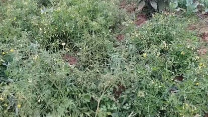 MP News This is how to save your crops from frost in the cold farmers just follow this method