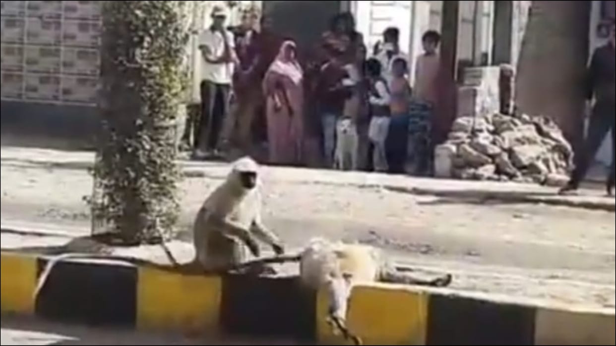 Monkey dies crushed with vehicle in damoh mp fellow monkeys tried to care and mourns video goes viral
