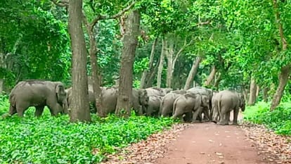 North east News Assam officer arrested for taking bribe Elephant kills man in Nagaon drugs seized in Mizoram