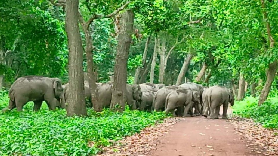 Environmental impact assessment not important in Forest Conservation Amendment Bill, 2023