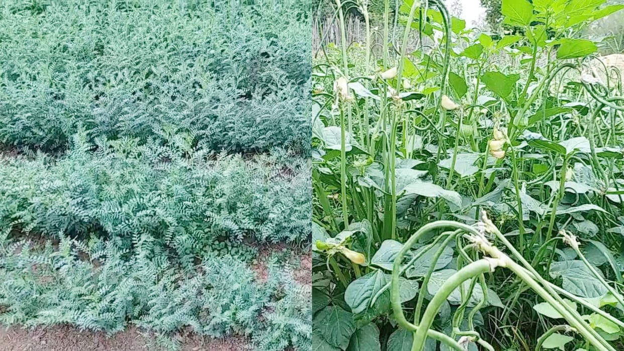 MP News This is how to save your crops from frost in the cold farmers just follow this method