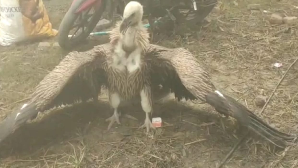 Deoria Himalayan white vulture found in Mahadeva Tal