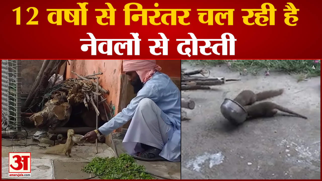 12 वर्षों से निरंतर चल रही है नेवलों से दोस्ती कोबरा से बचाई नेवलों ने महंत की जान