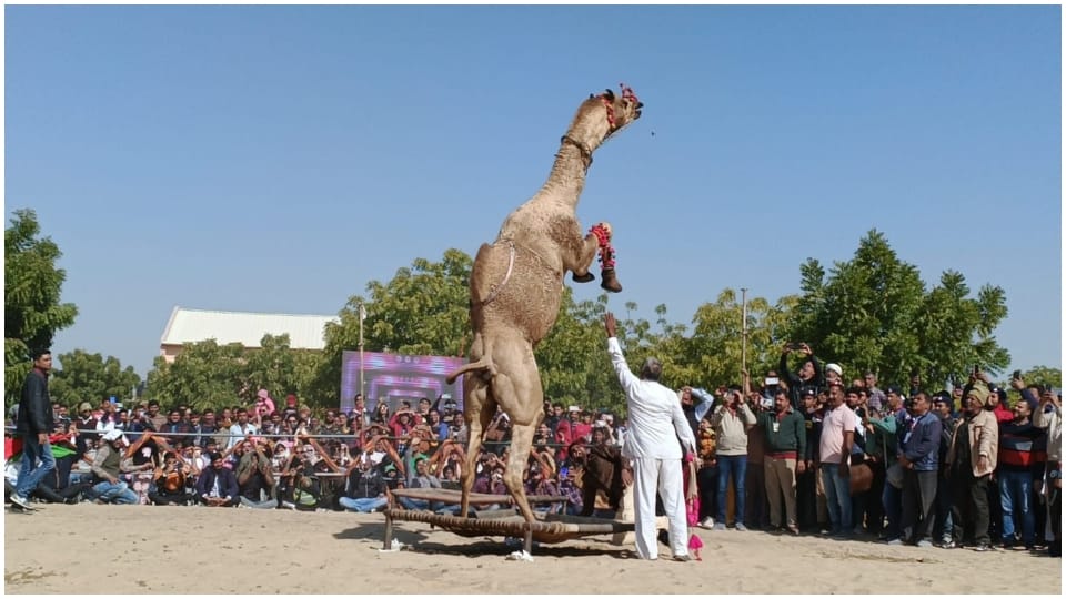 International camel festival in Bikaner camels dance to beat of drums