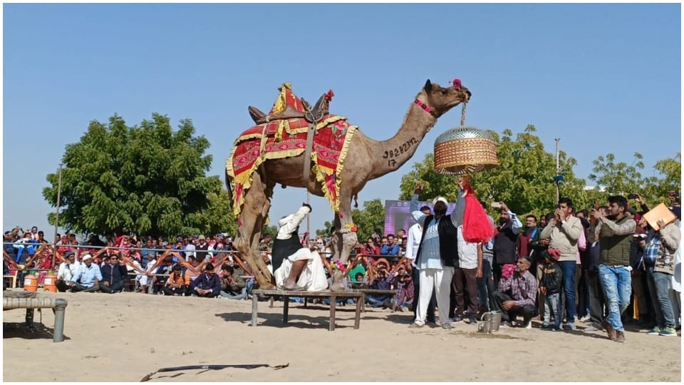 International camel festival in Bikaner camels dance to beat of drums