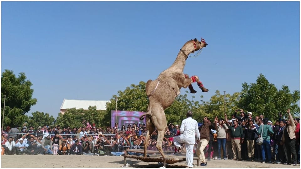 International camel festival in Bikaner camels dance to beat of drums