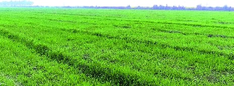 Illegal occupation of hundreds of bighas of government land in Kadarchowk area