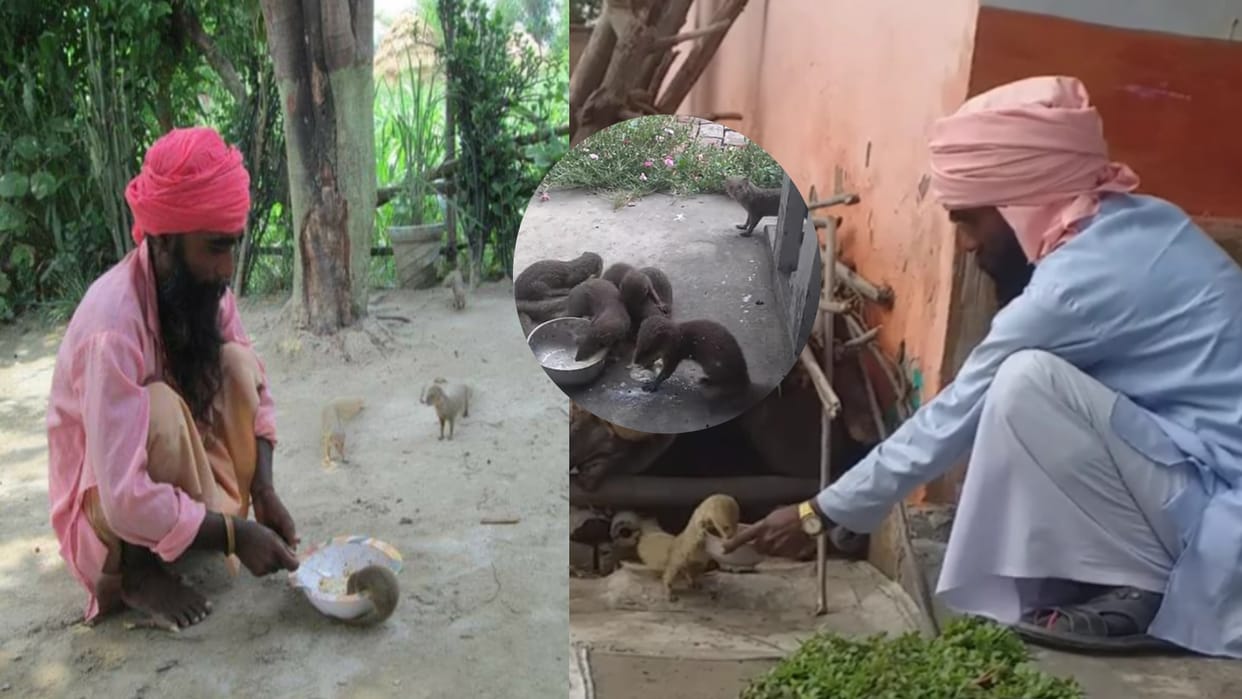 Mongoose and Saints friendship inspiring story will melt your heart