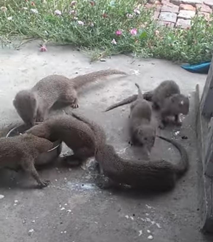 Mongoose and Saints friendship inspiring story will melt your heart