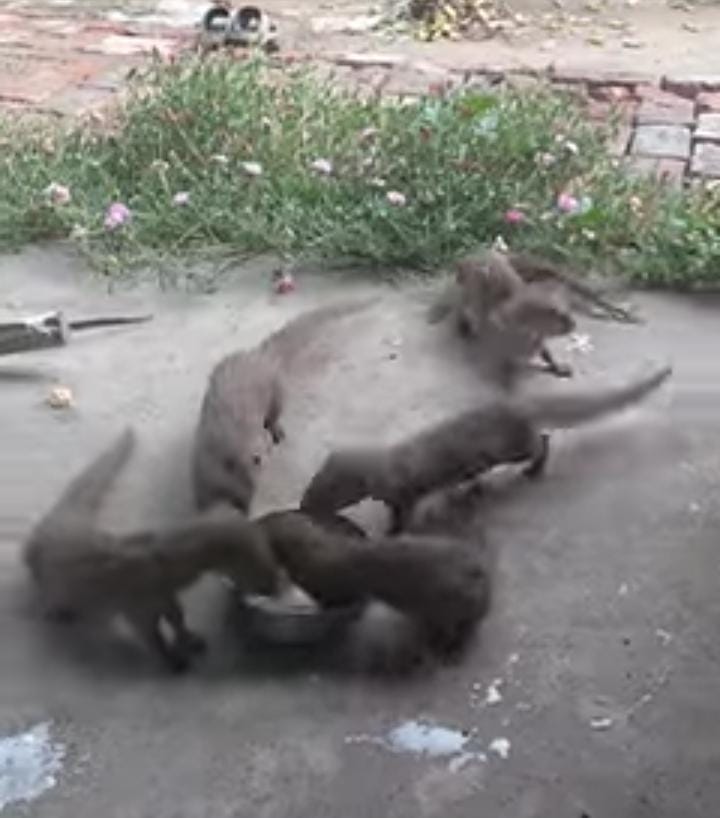 Mongoose and Saints friendship inspiring story will melt your heart