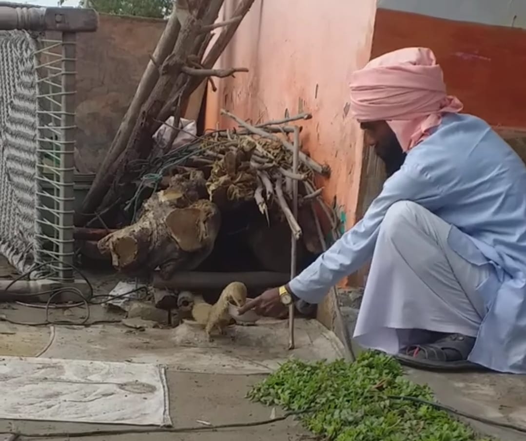 Mongoose and Saints friendship inspiring story will melt your heart