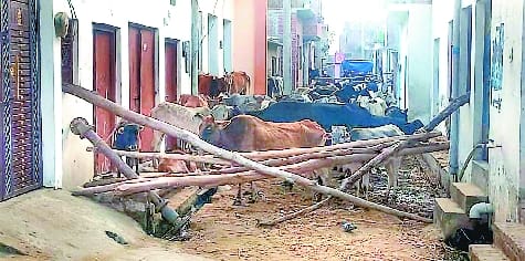 At the behest of the officials, loose animals locked in the street, later retracted