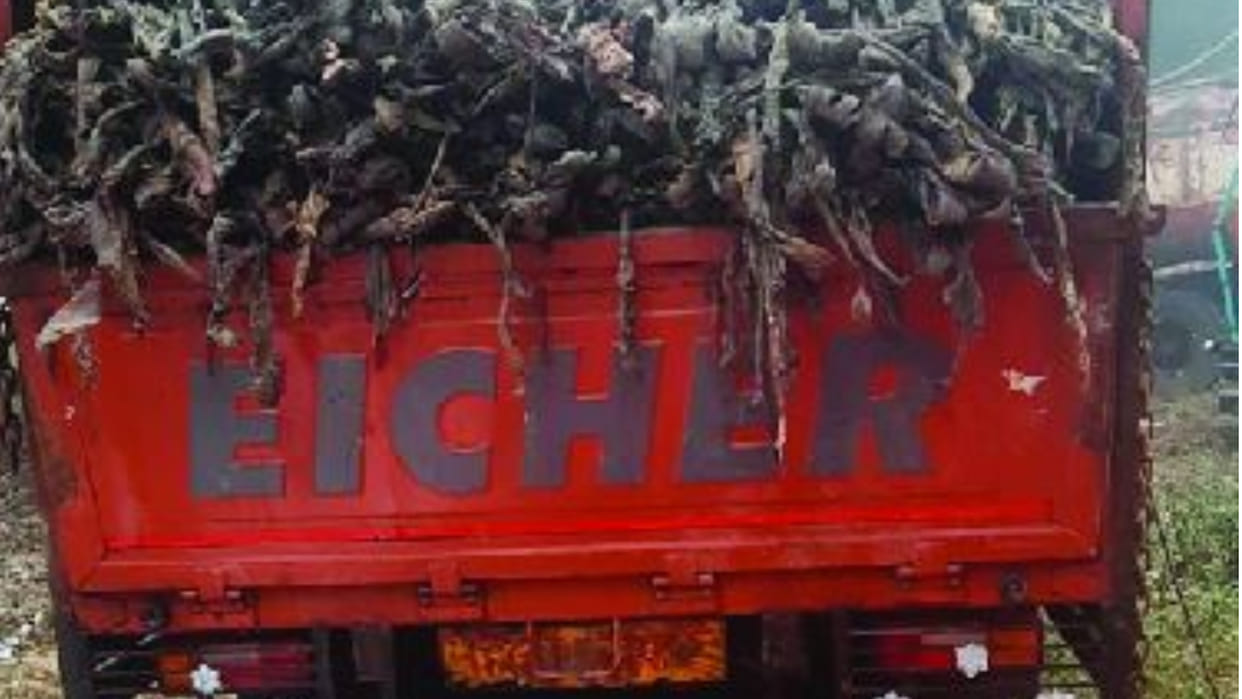 Truck full of beef and cattle remains caught in Fatehabad