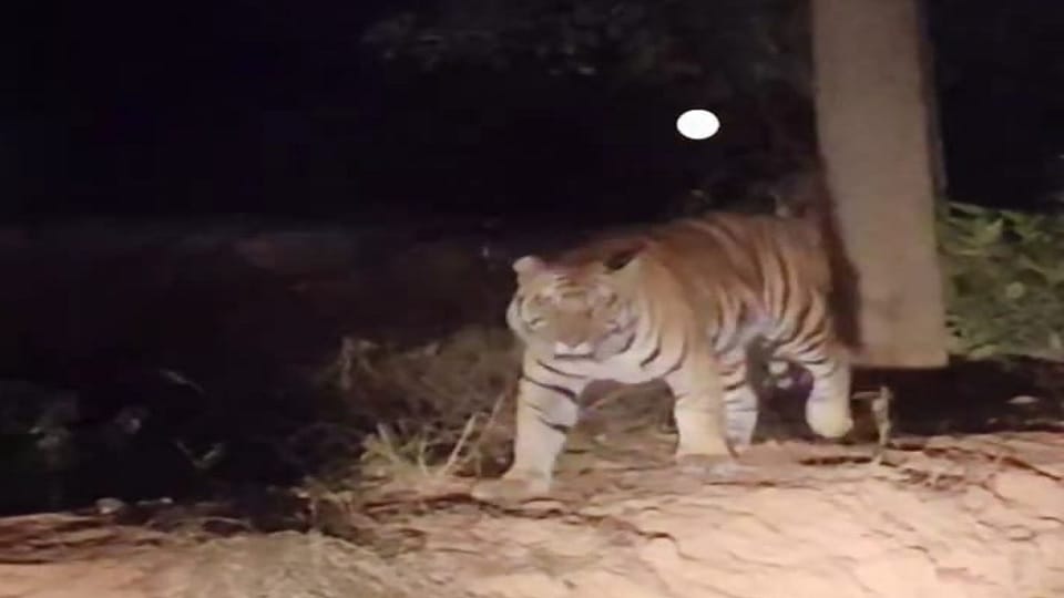 Tiger seen on night safari in Bandhavgarh Tiger Reserve