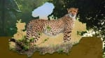 Project Cheetah