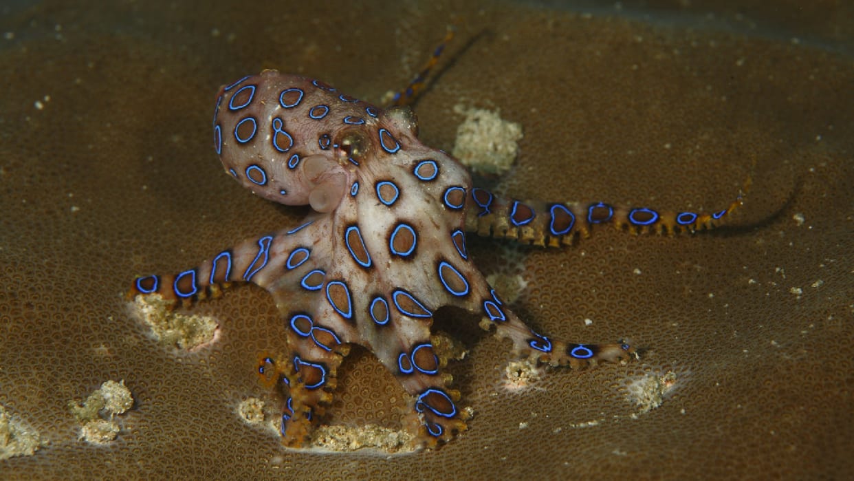 Ocean Creature Blue Ringed Octopus Venom Know Interesting Facts in Hindi