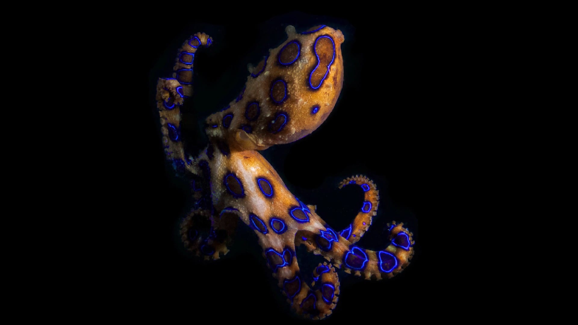 Ocean Creature Blue Ringed Octopus Venom Know Interesting Facts in Hindi