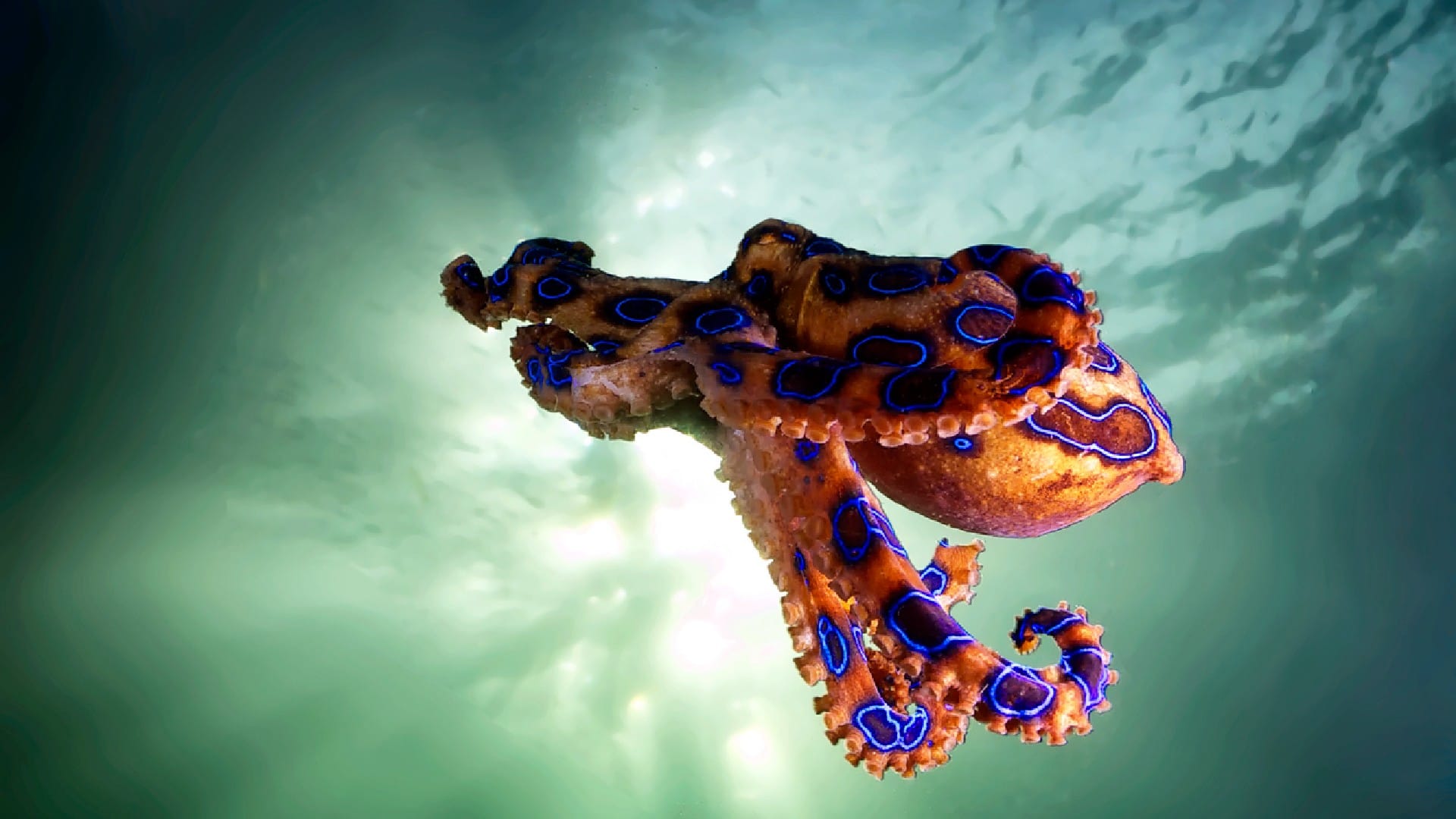 Ocean Creature Blue Ringed Octopus Venom Know Interesting Facts in Hindi