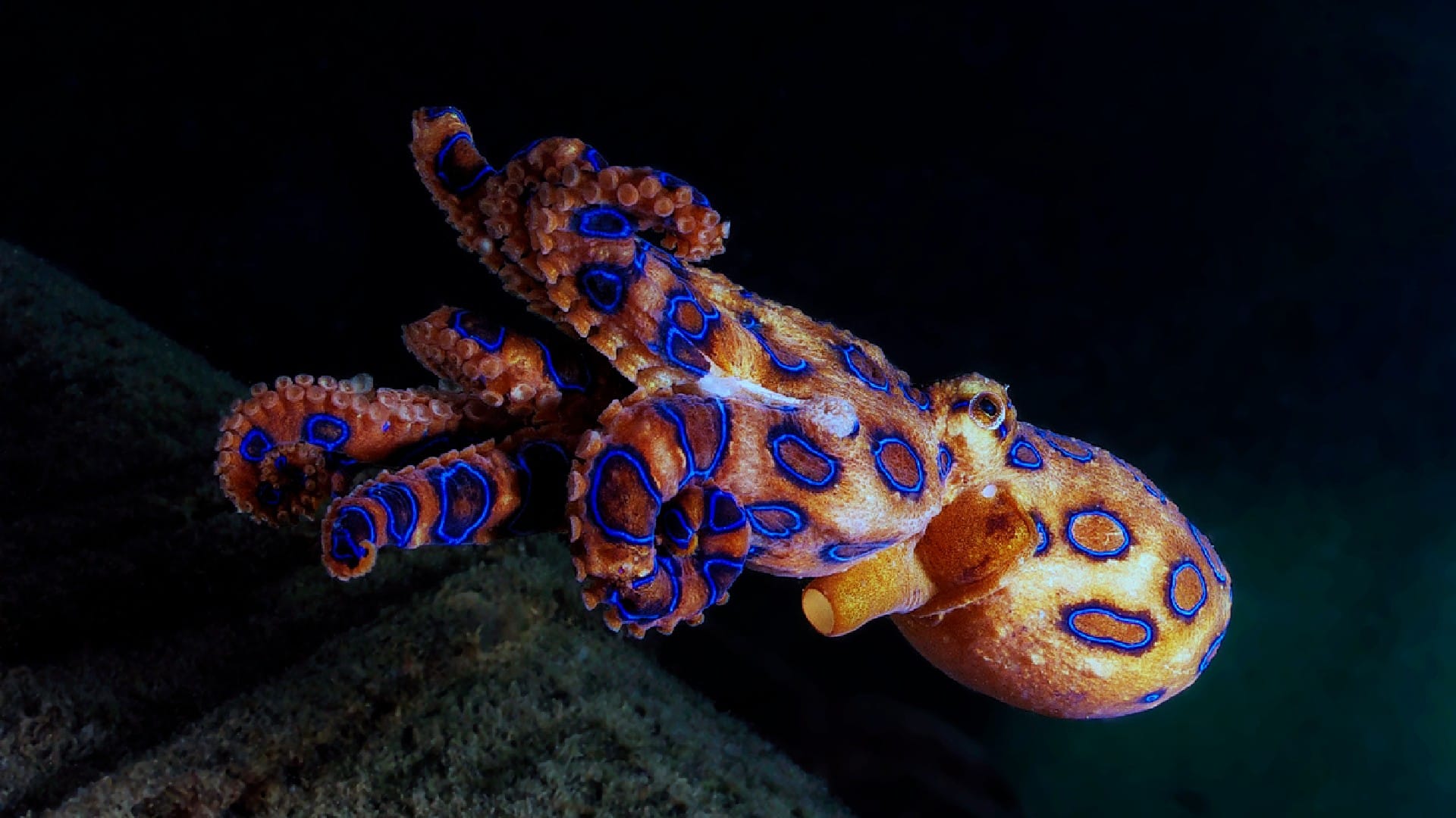 Ocean Creature Blue Ringed Octopus Venom Know Interesting Facts in Hindi