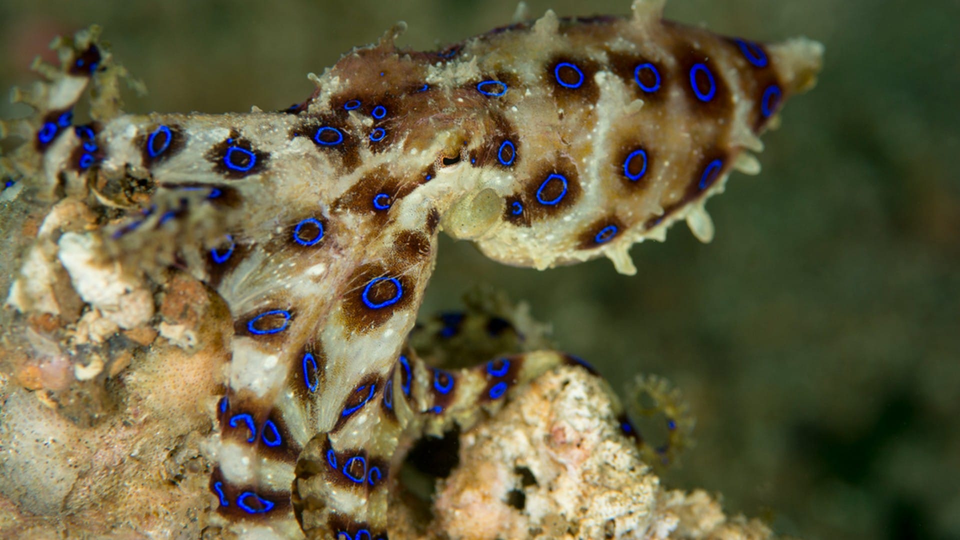 Ocean Creature Blue Ringed Octopus Venom Know Interesting Facts in Hindi