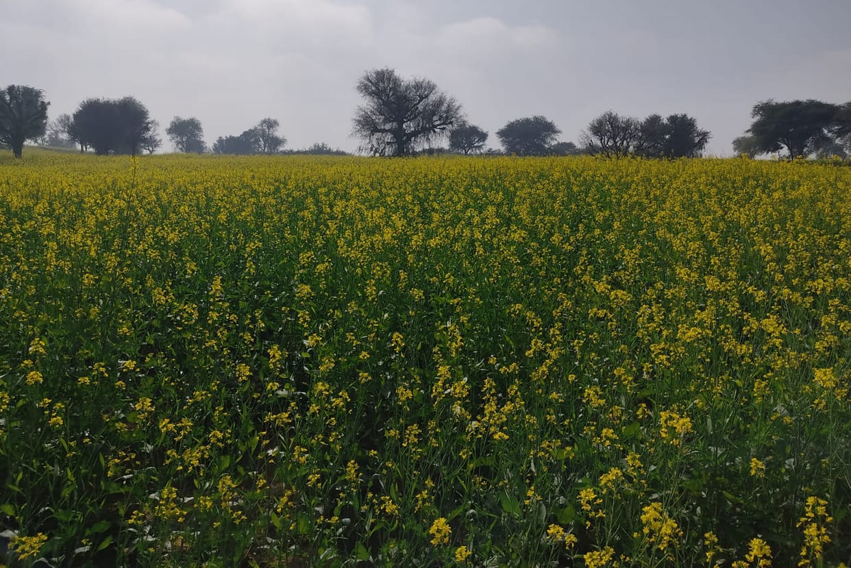 Farmers are alert against white rust disease in mustard at this time