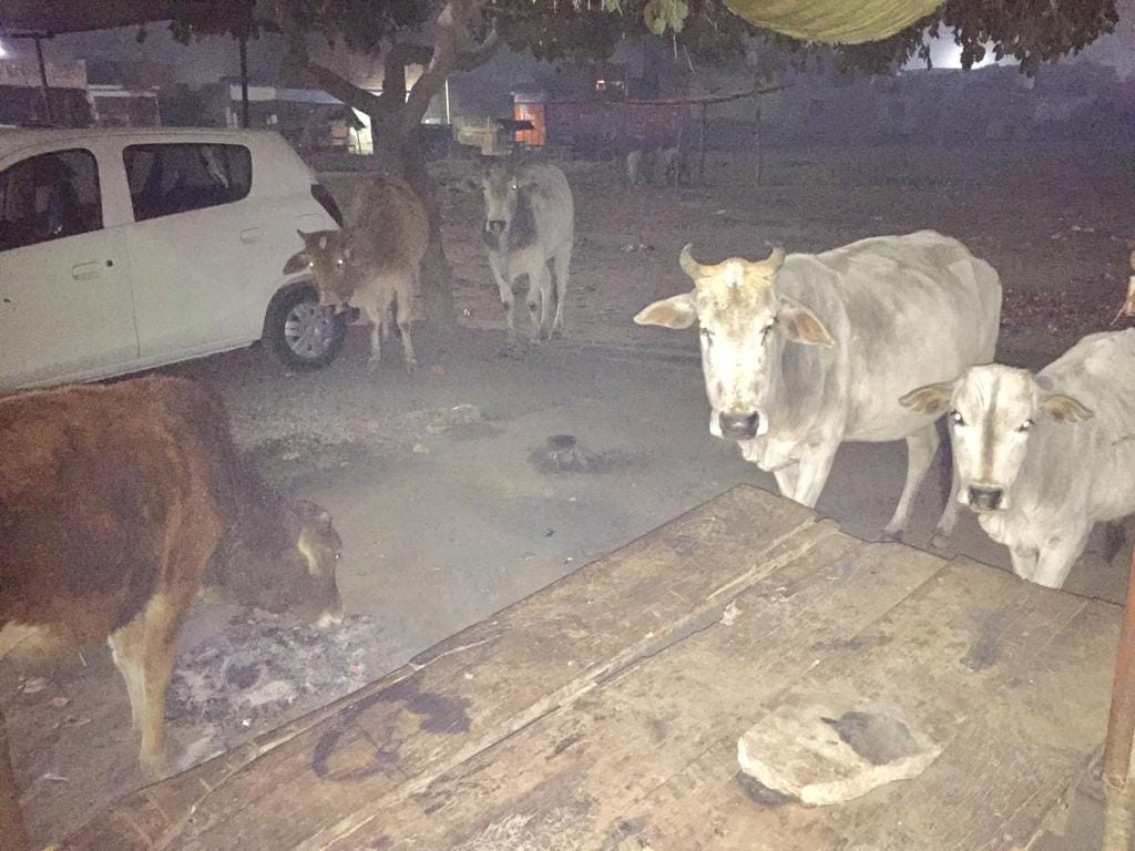 Cattle roaming on the road again in the cold, spent two and a half million