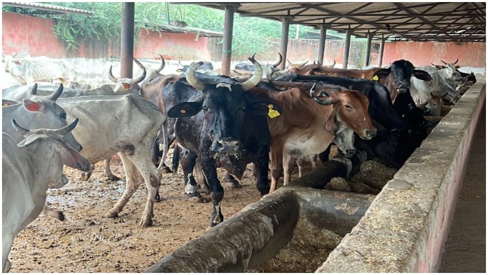 Gaushala-animal shelter will be constructed in 1500 gram panchayats of Rajasthan