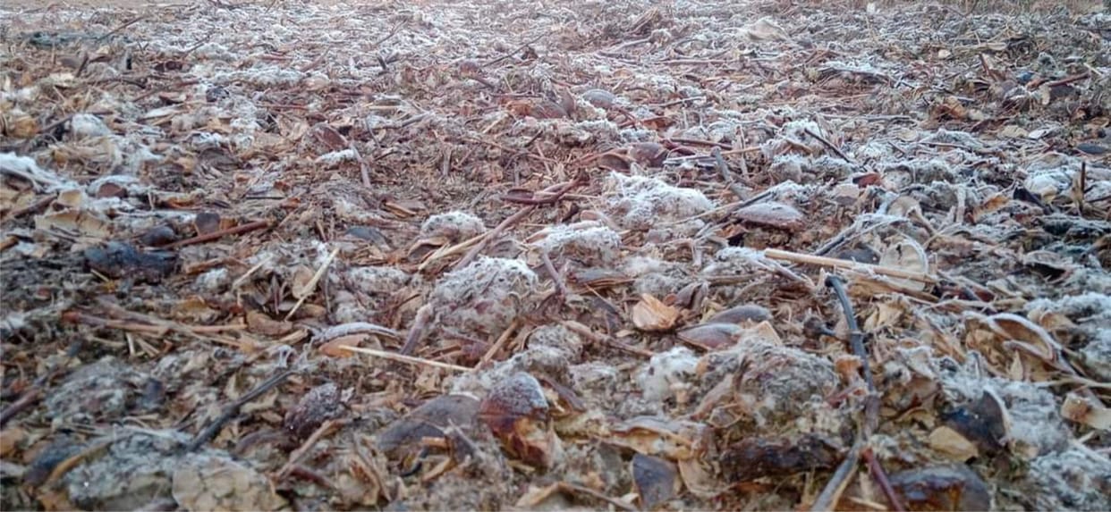 Mathura: Mustard crop affected by frost, farmers upset