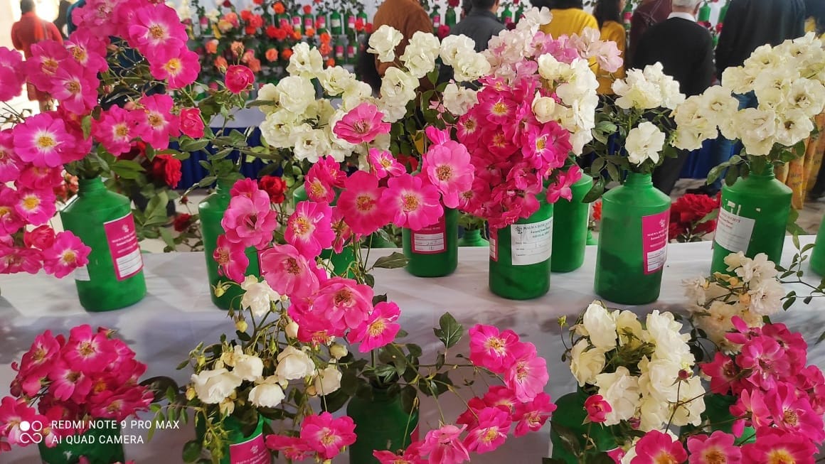he rose of Pithampur became the king, the people of Indore saw 300 types of roses