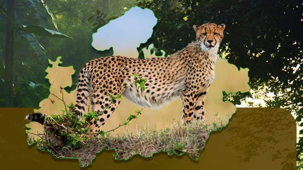 Project Cheetah 12 cheetahs from South Africa to be released in Kuno National Park on Jan 26 MP News