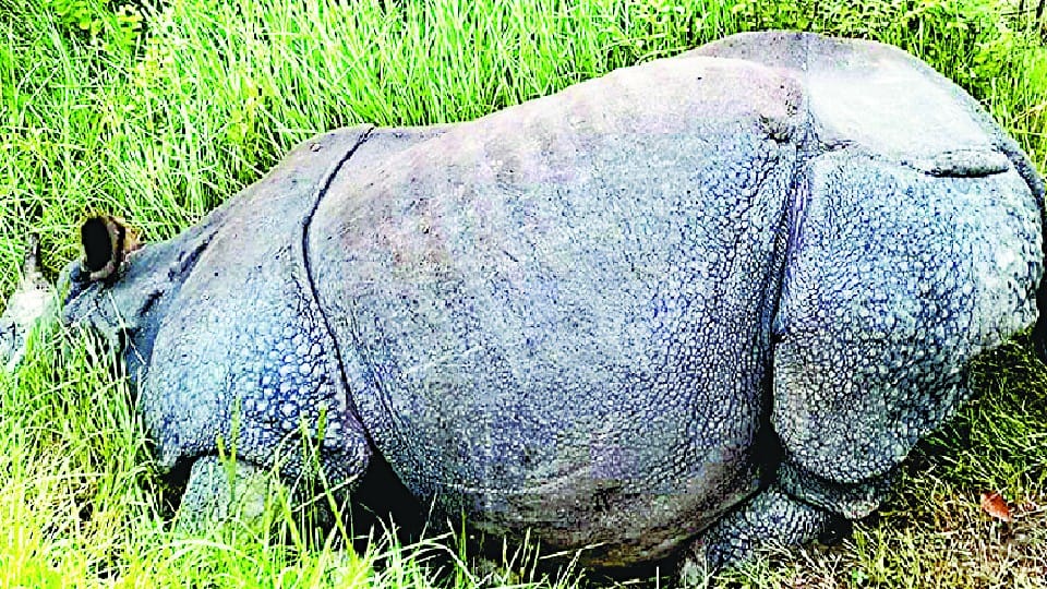 rhinoceros and tiger found dead in Nepal Chitwan Park