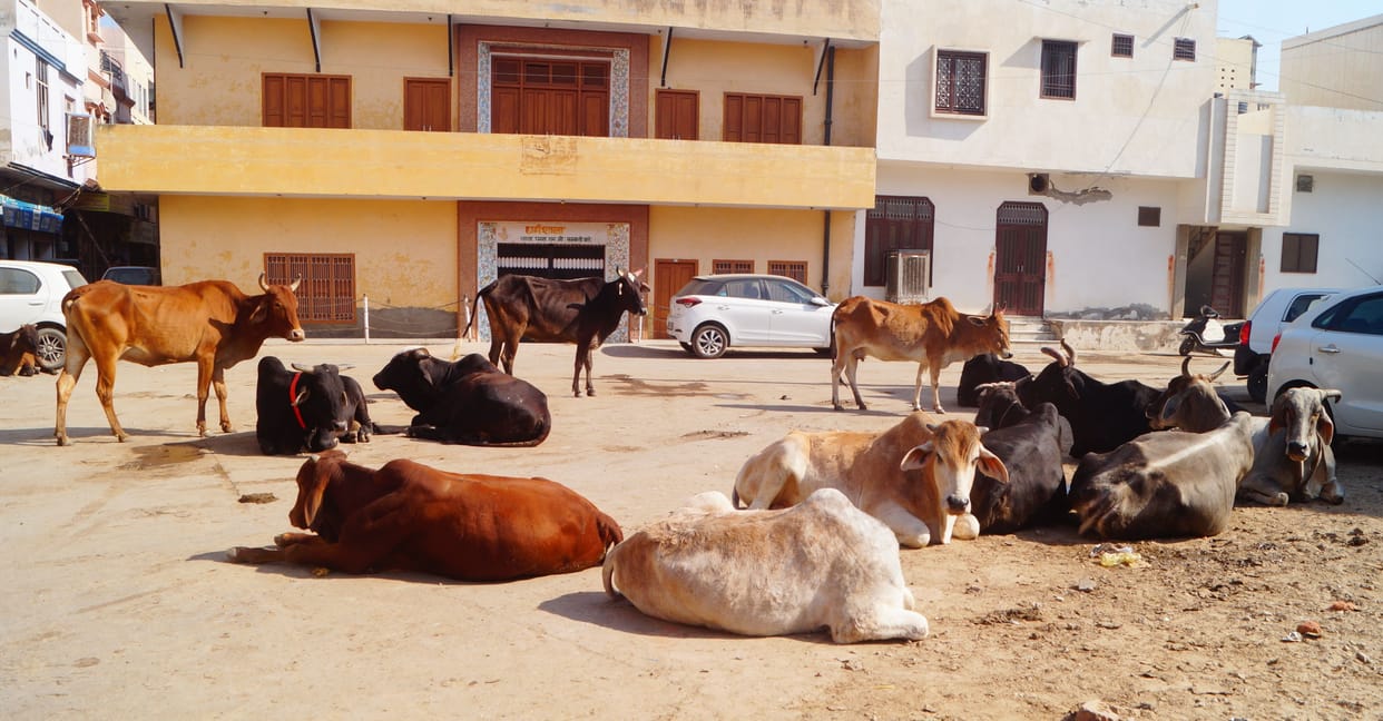 3 thousand destitute animals roaming on the streets, danger of accidents in cold