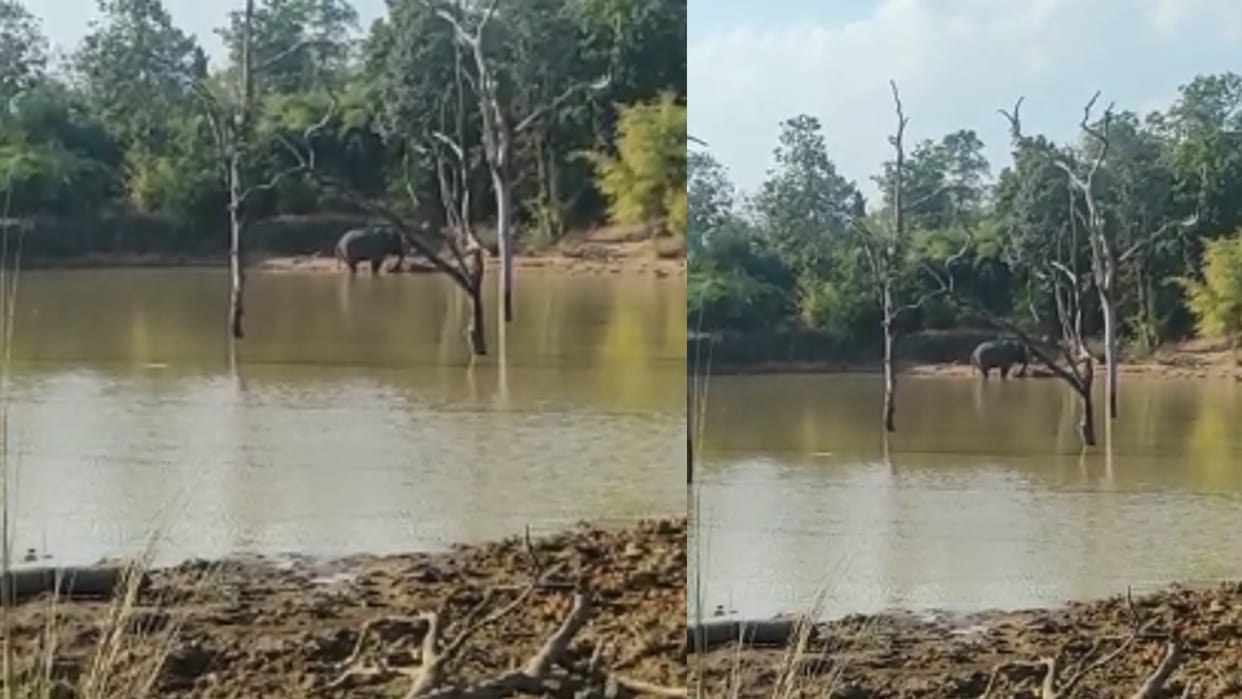 Wild elephants were seen playing in the pond in Khitauli zone management said training has been given